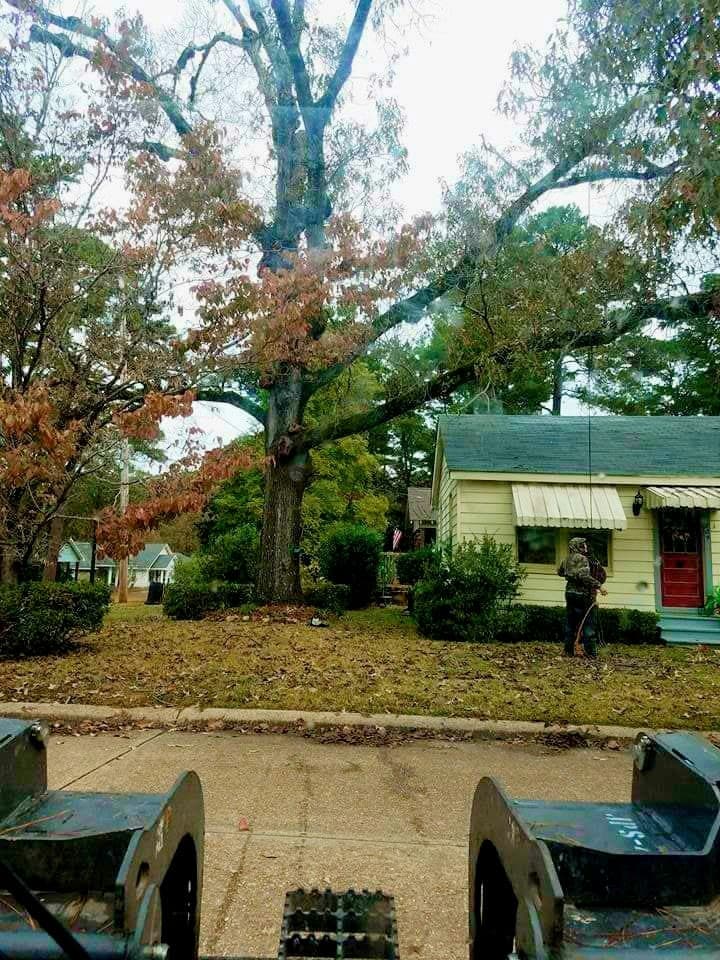 Large tree over a front yard before removal in a residential neighborhood