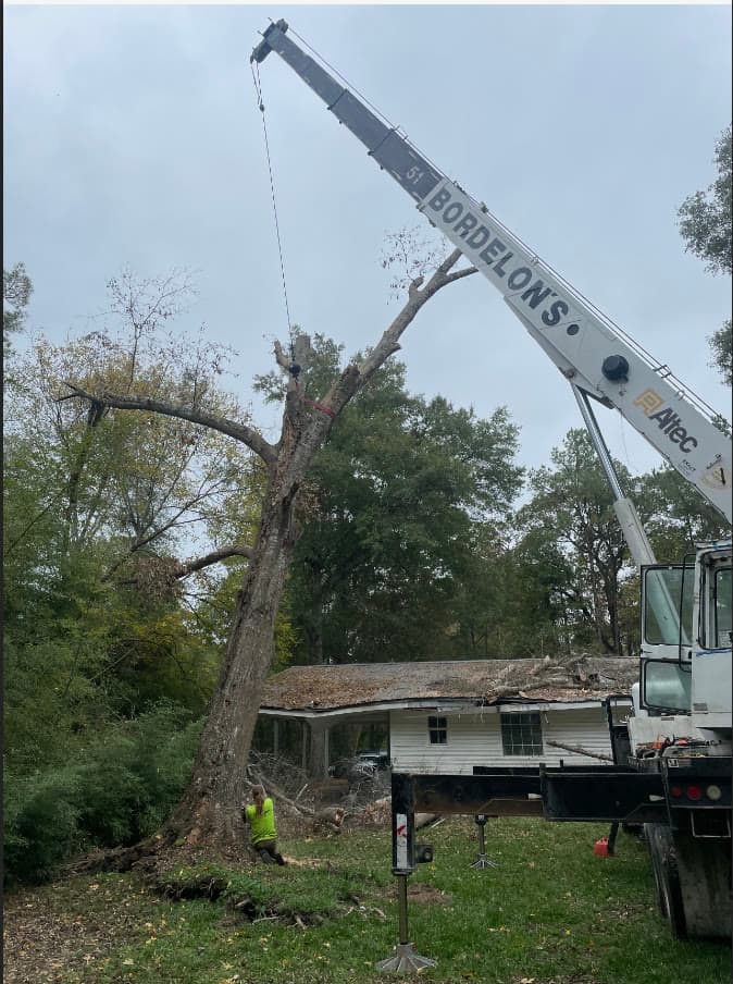 Bordelon's crane lifting a tree section during removal