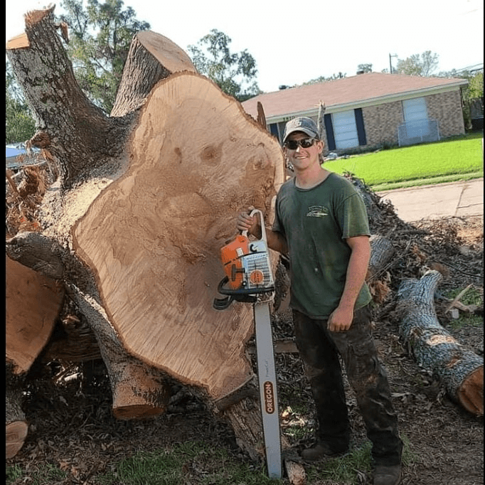 Crew member with chainsaw standing by a large tree trunk cross section